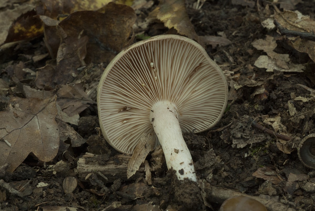 Lactarius azonites